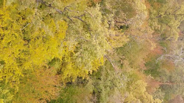 Vertical Video of Trees in the Forest in Autumn