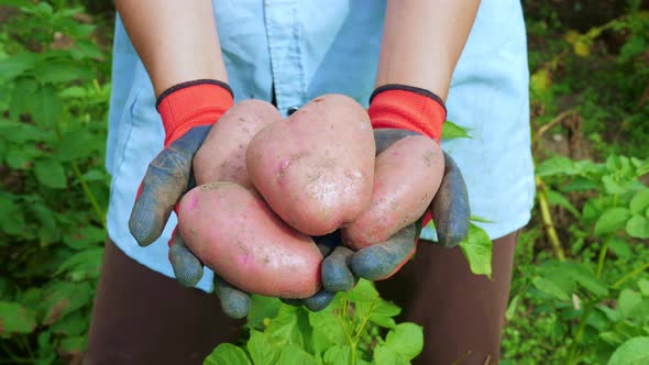 Woman Farmer Holding Potato Tubers in Her Hands