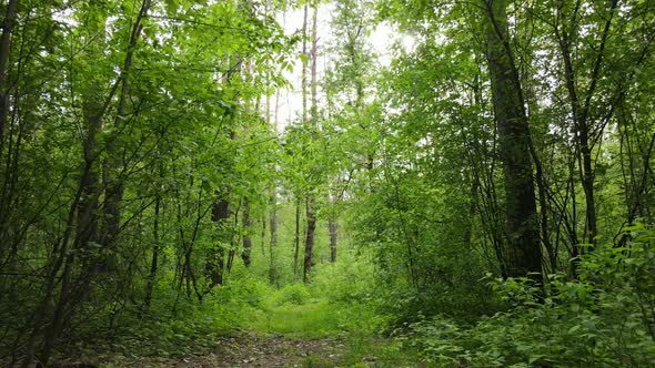 Wild Forest Landscape on a Summer Day