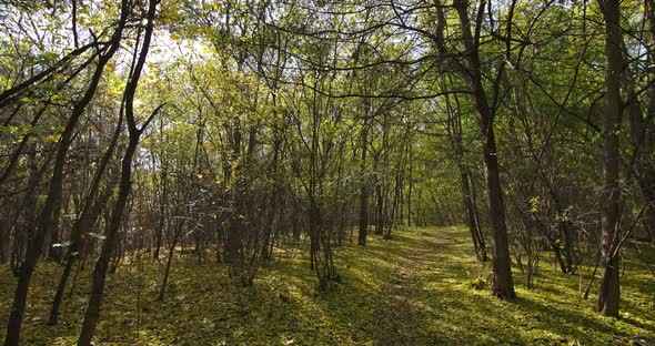 Forest Path In Atumn