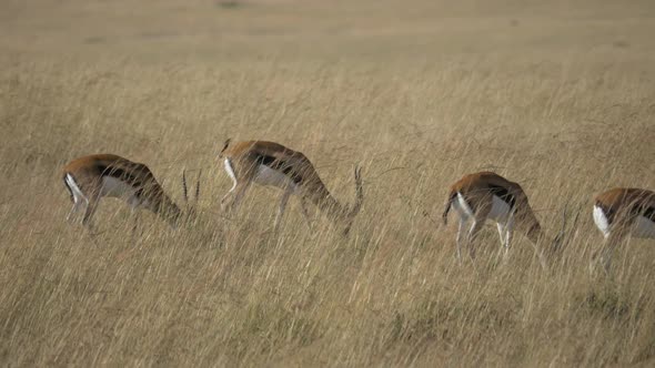 Thomson's gazelles grazing