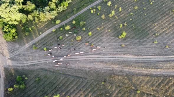 A Herd of Cattle Is Driven Into the Field By Shepherds. Top View, Aerial View From a Drone