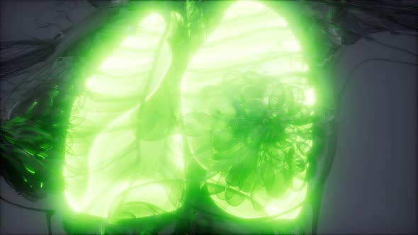 Human Lungs Radiology Exam alt