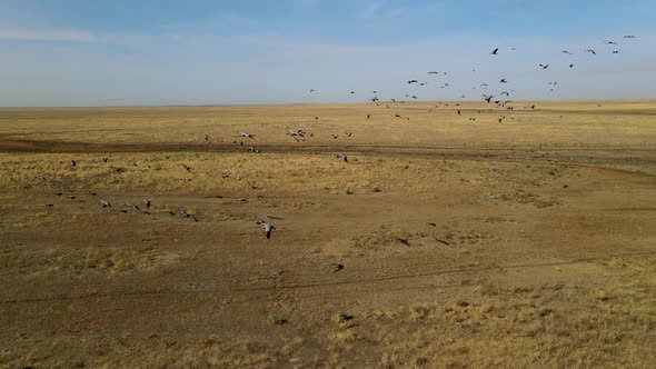Flock of Cranes Flying. Flock of Migratory Bird Fly Over Steppes To China.  Hdr Slow Motion