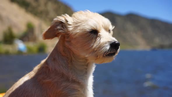 Slow Motion Close Up Shot of cute dog enjoying the breeze by a lake