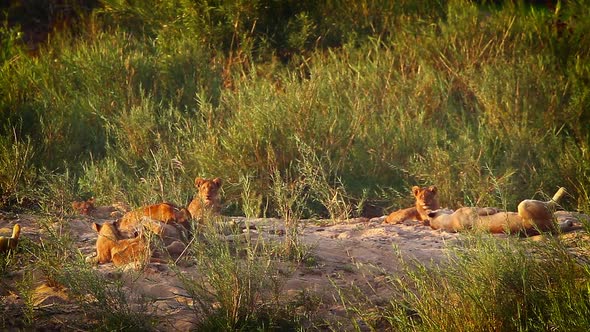 African lion in Kruger National park, South Africa