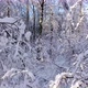 Snow-Covered Branches of Trees Against Blue Sky - VideoHive Item for Sale