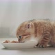 Cute Cat Eats From His Bowl By the Window - VideoHive Item for Sale