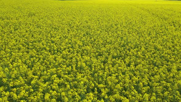 Rapeseed Field 02