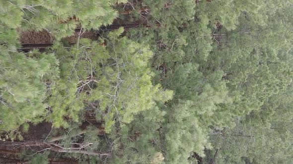 Vertical Video of Trees in a Pine Forest Slow Motion