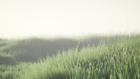 Green Field with Tall Grass in the Early Morning with Fog