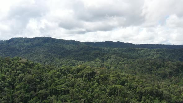 Aerial view of tree canopy over a hillside in tropical rainforest