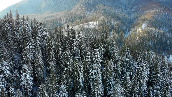 Christmas Trees in the Snow