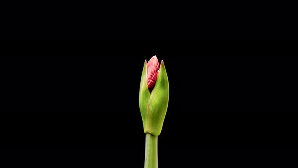  Time Lapse of Blooming Red Amaryllis Flower