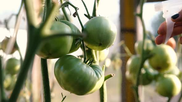 Tomato Fruit in a Greenhouse with Water Drops