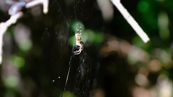 Spider Araneus Closeup on a Web Against a Background of Green Nature