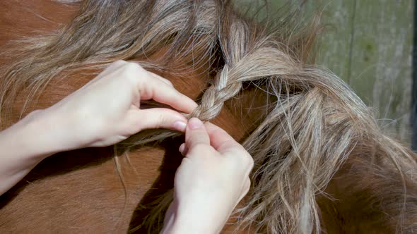 The girl braids a pigtail in the horse's mane. Close-up