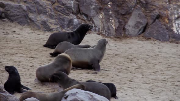 A huge seal colony in Namibia