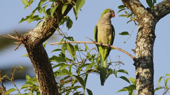 Wildlife close up shot of an exotic monk parakeet, myiopsitta monachus perched on tree branch with b