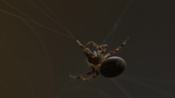 Spider Weaves a Web