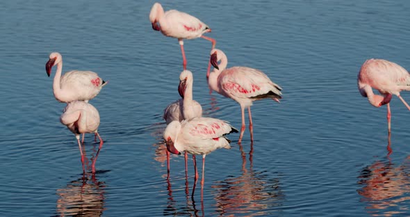 Lots of flamingos with pink feathers are walking in the water near Walvis Bay 4k