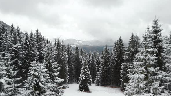 Flying Above Snow Covered Pine Trees With a View Into Mountain Valley