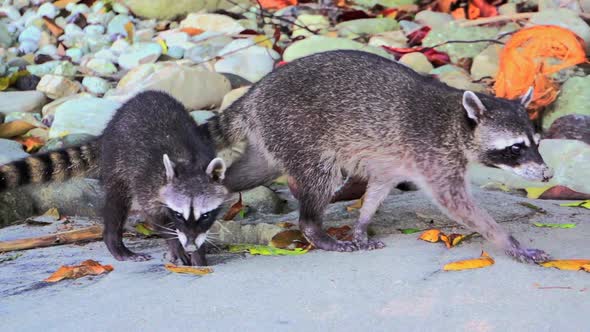 Raccoons walking at the beach looking for food 