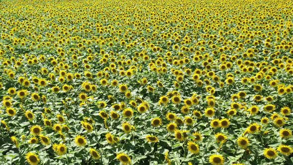 Big Sunflowers On A Sunny Day