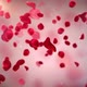 Rose Petals Hd  - VideoHive Item for Sale