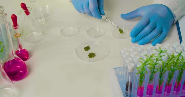 Researcher in a Protective Glove Lays Out the Petals of Plants in Petri Dishes