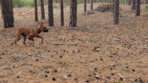 Cheerful Young Dog Boxer is Chasing a Ball Trying to Catch in Slow Motion Running in a Forest