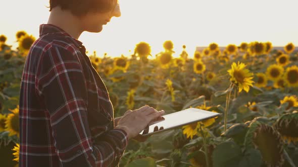 Farmer Girl Working With Tablet In Blooming Sunflower Field Analyzes Sunflower Seed Harvest