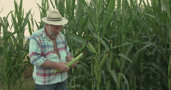 Senior Farmer Holds the Corn Cob in Hands and Examines the Field