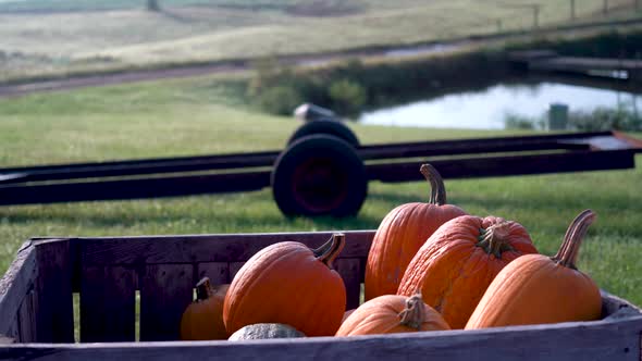 Closeup of bin of freshly picked ripe pumpkins as camera orbits around them.