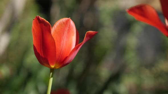 Close-up of Didier tulip lily plant bulb  4K 2160 30fps UltraHD footage - Shallow DOF Tulipa gesneri