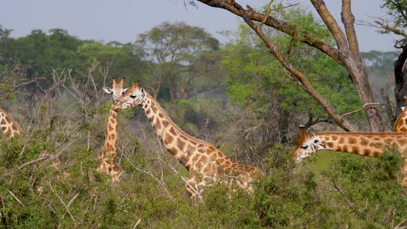 Wild African Giraffes In The Thickets Of Acacia Bushes And Jungles