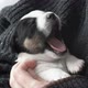 Newborn Puppy Yawns on Hands - VideoHive Item for Sale