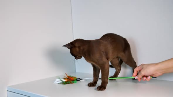 Little Burmese breed kitten plays with unrecognizible hostess.