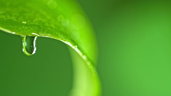 Super Slow Motion Macro Shot of Water Droplet Falling From Fresh Green Leaf at 1000Fps