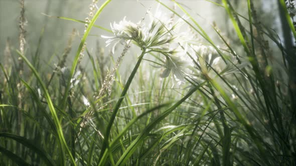 Grass Flower Field with Soft Sunlight for Background.