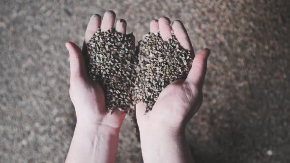 A Man Picks Up Unprocessed Buckwheat Groats in a Warehouse