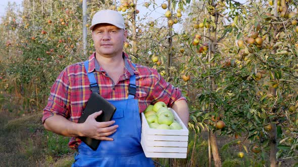 Farmer with Apples. Apple Harvest. Satisfied Male Farmer Shows Good Harvest of Apples in Box, on