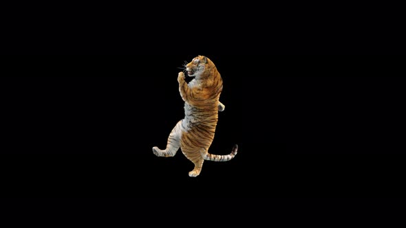 Tiger Dancing 4K