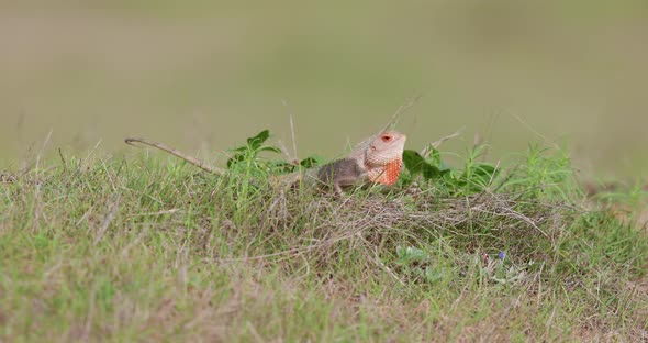 Wide shot slow motion of a garden lizard displaying over grass with red throat and turning black