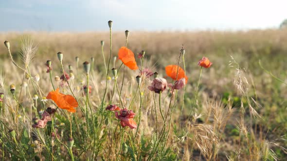Poppies in the field in summer. Beautiful Nature scene of poppy flowers