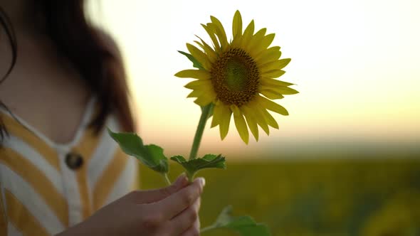 Beautiful Young Woman in Dress Holds an Sunflower in Her Hands