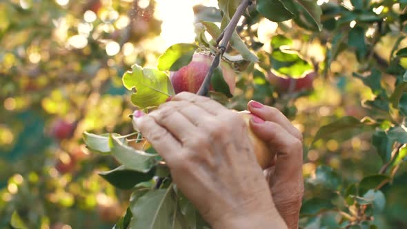 Woman Picking an Apple