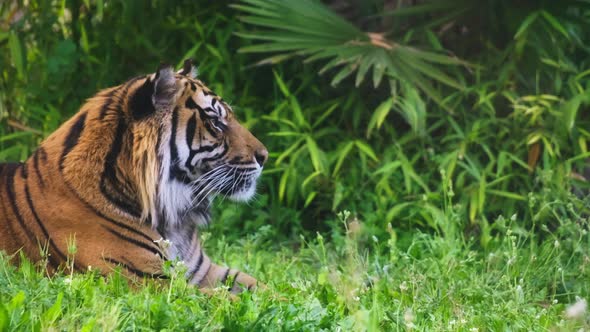 Tiger resting on the grass in the forest