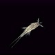Harpacticoida crustacean under a microscope. Copepoda family of crustaceans - VideoHive Item for Sale