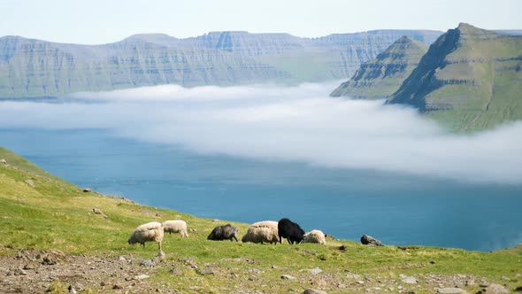 Beautiful View of the Foggy Funningur Valley with a Couple of Faroese Sheeps